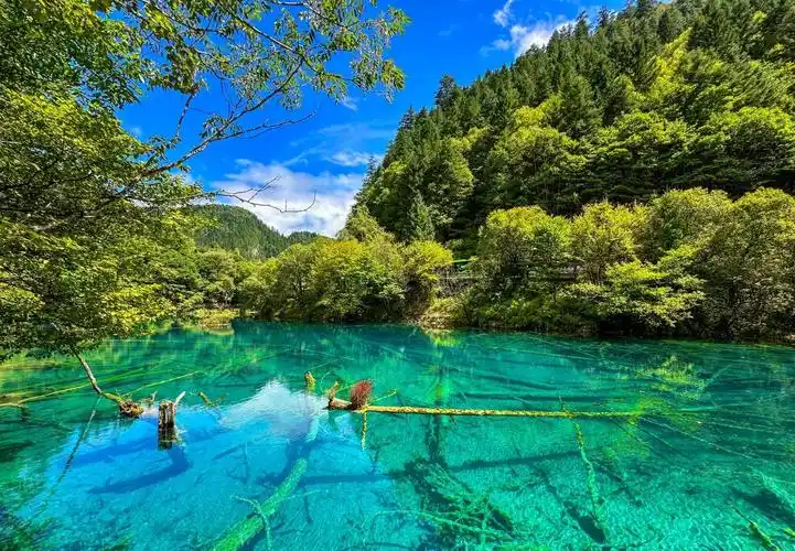 九寨沟碧绿湖水中的倒木