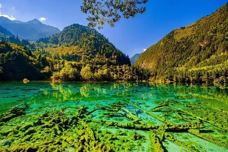 九寨沟清澈碧绿的湖水与水生植物